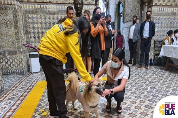 Medio Ambiente exhortó a combatir el maltrato animal