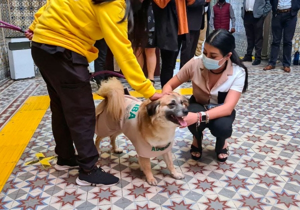 Mediante cultura de la adopción, IBA promueve bienestar animal en el Congreso